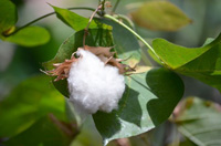 綿の原料。綿は最もポピュラーな布の素材