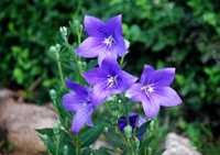 青紫系として古代から愛されてきた桔梗の花の色